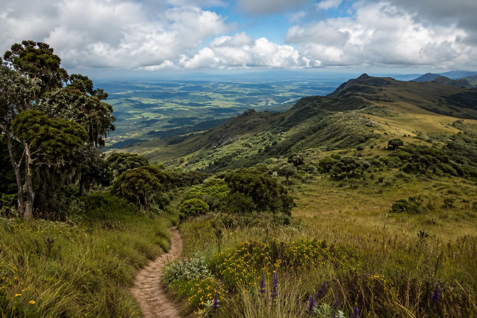 De mistige hooglandhellingen van Mount Moco bij Huambo, met zeldzame afromontane vegetatie