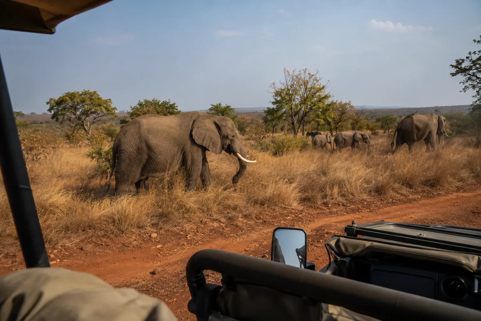 Kudde olifanten in de savanne van Kissama National Park, gezien vanuit een open safarivoertuig op een onverharde piste
