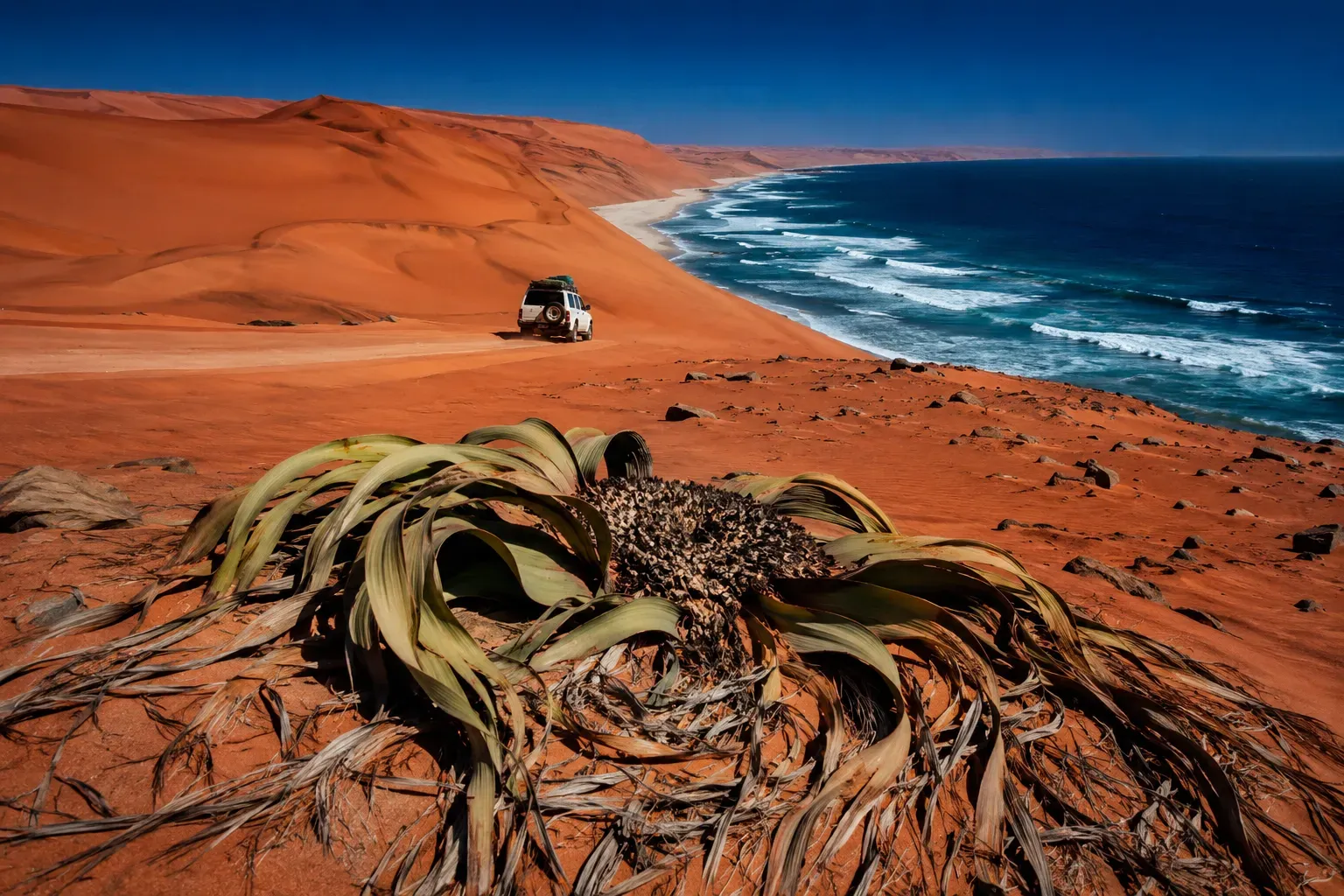 Witte 4x4 rijdt langs rode duinen die de blauwe Atlantische Oceaan raken in Iona National Park, met een welwitschia-plant op de voorgrond